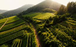 Wander-Coaching in der Pfalz