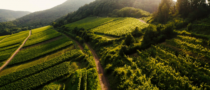 Wander-Coaching in der Pfalz